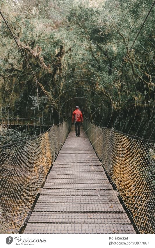 #AS# Suspension bridge for adventurers III Wood Virgin forest jungle giants Fern grasses Moss Adventure Nature Exterior shot Plant New Zealand ferns
