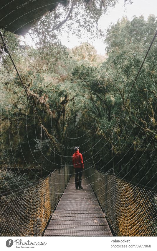 #AS# Suspension bridge for adventurers II Wood Virgin forest jungle giants Fern grasses Moss Adventure Nature Exterior shot Plant New Zealand ferns