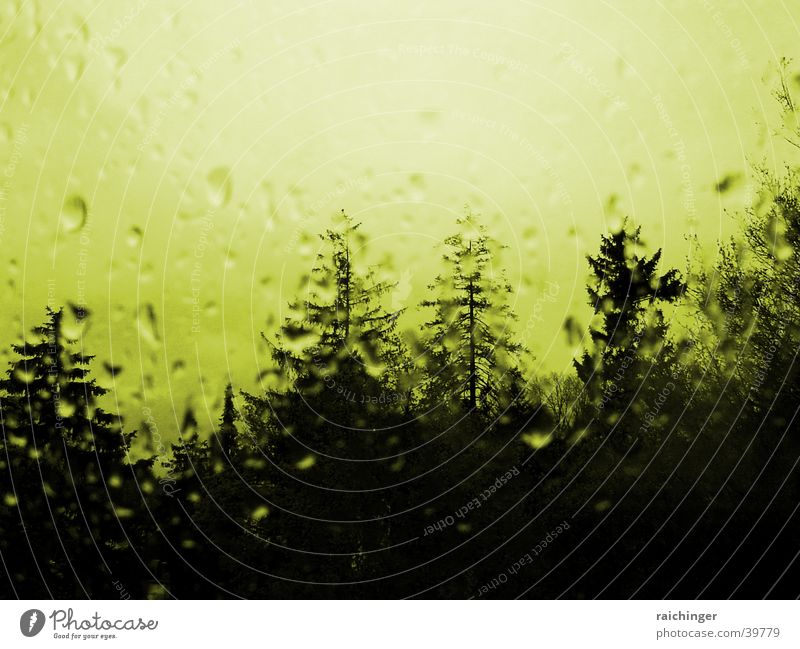 rainy day Tree Window Window pane Drops of water Mystic Rain Glass Distorted Spooky