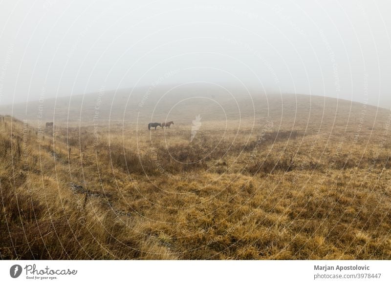 Horses on a misty meadow animal animals autumn beautiful beauty black brown calm countryside dawn domestic farm farmland field fog foggy grass haze hill horse