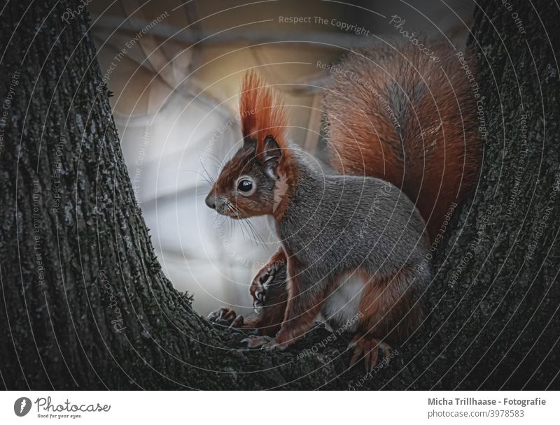 Squirrel in the evening sun sciurus vulgaris Head Animal face Eyes Nose Ear Muzzle Claw Tails Pelt Wild animal Rodent Nature Tree Beautiful weather Sunlight