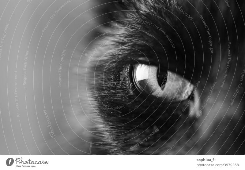 black and white closeup of cat's eye, eye of an black cat watching you cat eye focus close up pupil iris macro eyes soul black and white photo animal beautiful