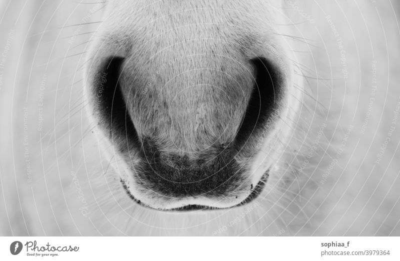 Breath - closeup of horse nostrils, black and white Photo breathe nose detail breathing close up horse nostrils gently mouth muzzle friend friendly grey horses