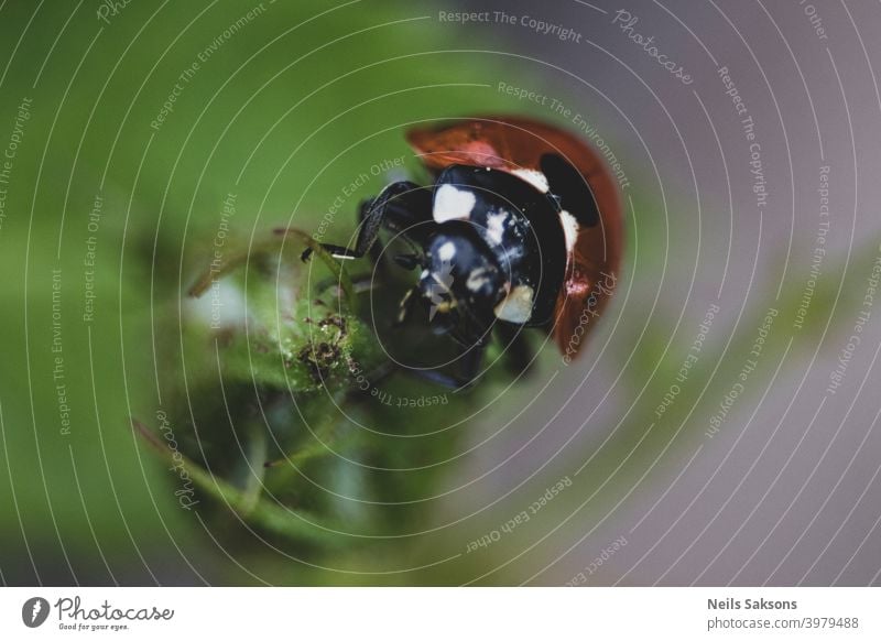 Ladybug crawling on a green leaf, macro photo of wildlife. Alone animal background beautiful beauty black blade bright bugs colors day decoration drops field