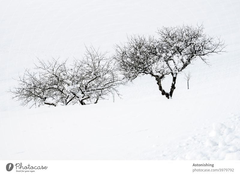 Trees in snow trees Apple tree Snow Winter twigs Tree trunk branches bark Landscape Nature Season White Black Exterior shot Twigs and branches Deserted