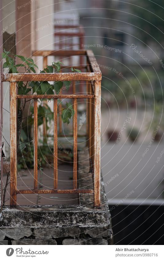 Small green plant on an abandoned balcony with rust Iron grill railings. Plant Green Abandoned Balcony Blur Rust Grill Railings Metal Deserted Exterior shot