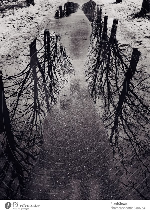 A puddle on a walkway with reflecting trees in it puddle mirroring Reflection Exterior shot Puddle Water Asphalt Rain Tree Weather black and white