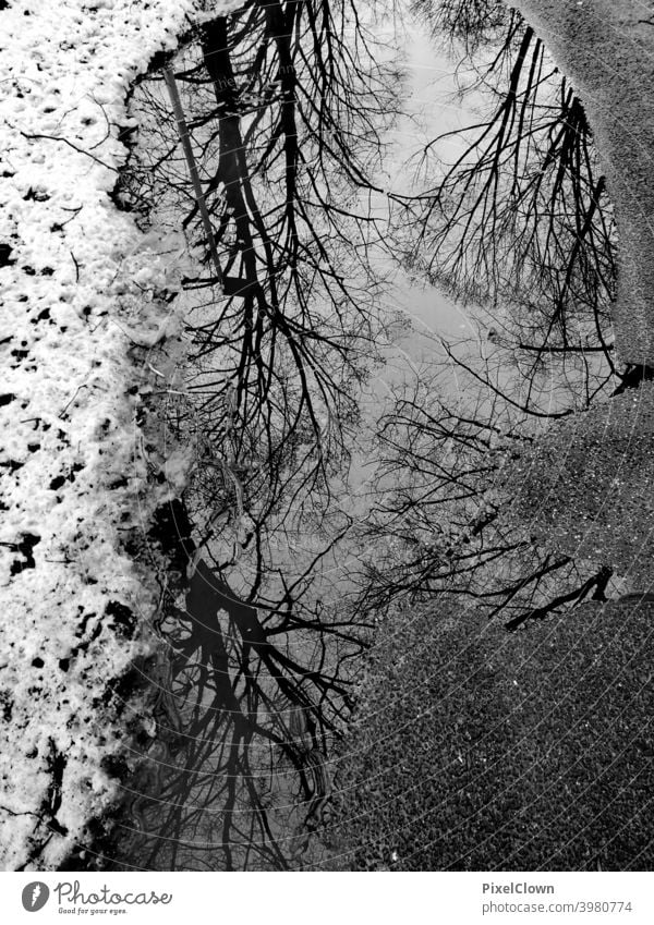 Trees reflected in a puddle reflection Reflection Water Reflection in the water Clouds Nature Landscape Exterior shot Trees, Winter Calm Snow, black white B/W