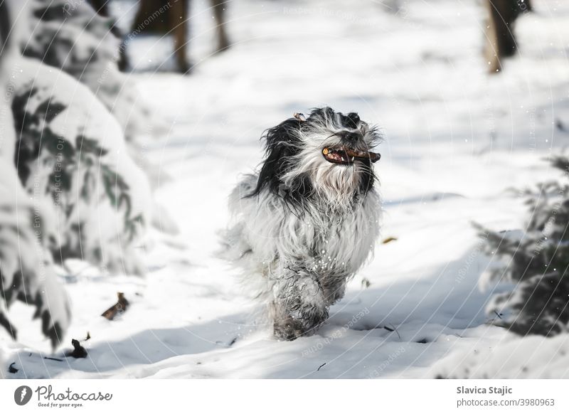 Tibetan terrier dog  running running with stick in mouth between trees in winter forest tibetan pet snow pine day white copy space animal Mouth open active