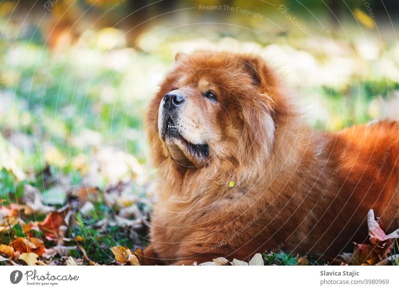 Portrait of a beautiful Chow Chow  male dog lying among autumn leaves  on sunny day animal breed brown canine china chinese breed chow chow chow chow-chow