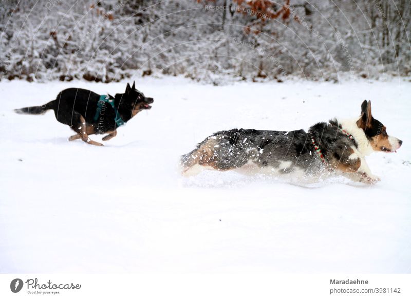 Dog racing in the snow dogs Australian cattle dog corgi Welsh Corgi Welsh Corgi Cardigan Snow Running Chase head to head Breed Exterior shot Purebred