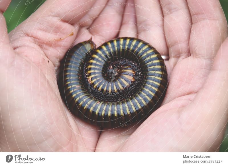 Holding a Asian giant millipede or Thyropygus spirobolinae sp, showing concept of kindness, harmony with nature and environmentalism asian giant millipede