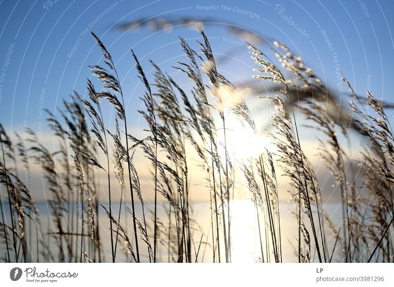 Reeds on the shore of the water in the sun Central perspective Motion blur Sunset Sunrise Sunbeam Sunlight Contrast Deserted Structures and shapes Abstract