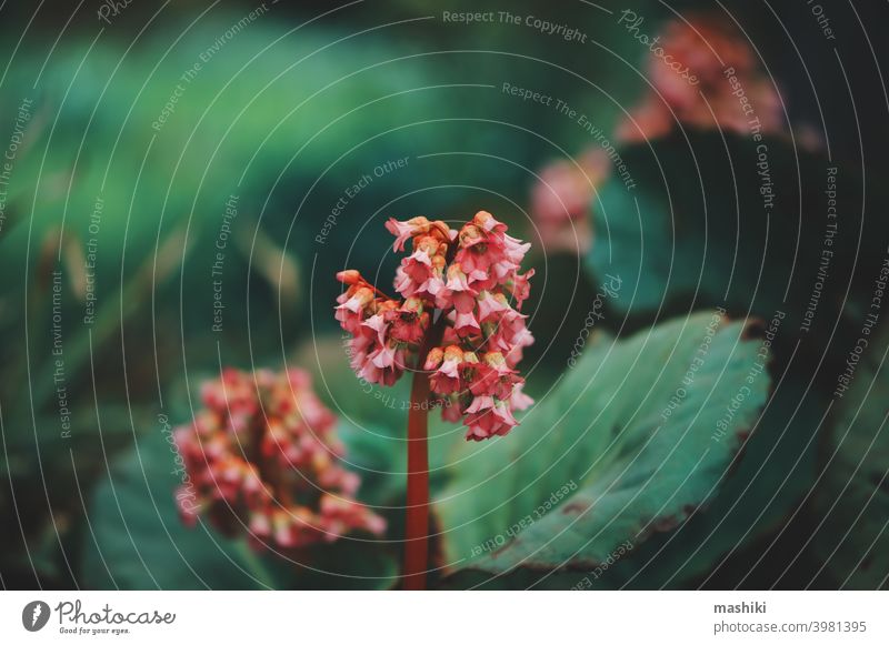 close up of bergenia crassifolia blooming in spring garden leaf blossom green nature flora flower pink botany summer purple closeup background season bright