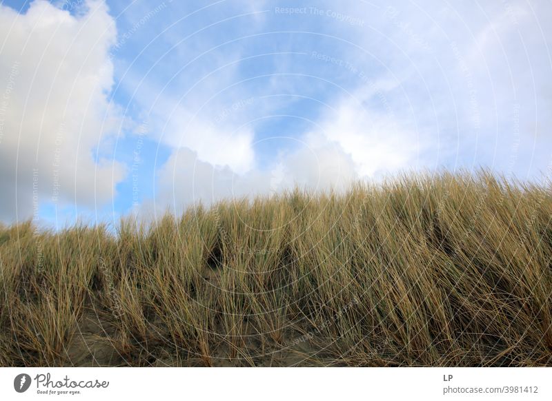 grass in the wind and blue sky with clouds Vacation & Travel Calm Break Relaxation Breeze Coast Wind Grass Beach Dune Beach dune Sit Deserted Exterior shot
