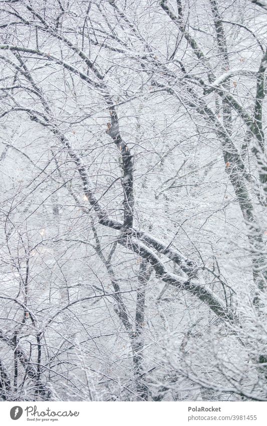 #A0# Winter forest Winter mood Winter's day winter Winter light trees branches Snow blow snow