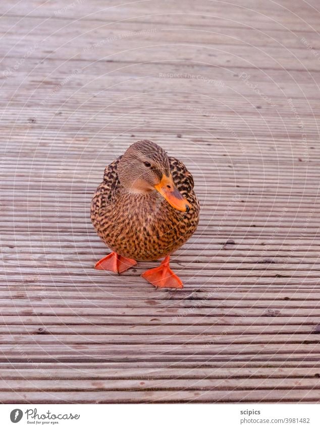 Duck on a wooden dock at a calm lake ducks Footbridge Nature Water Lake Animal Bird Pond Exterior shot Colour photo Swimming & Bathing Reflection Day Deserted