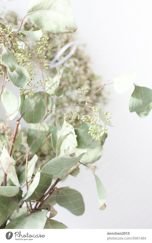 In the front of the picture is a bouquet of dried eucalyptus, in the back you can see a wreath of white baby's breath. Dried flowers Green Wreath White