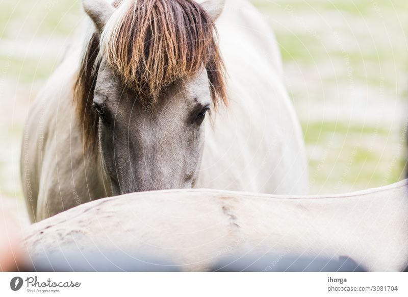 Portrait of horse tarpan on the outside animal animals background beautiful beauty breed caballus closeup color conservation cute equestrian equine equus