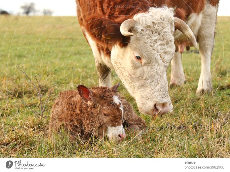 a newborn calf lies in the grass in front of its mother / beef cattle / animal behaviour Cattle Calf Calves Fleischfleckvieh Free-range rearing