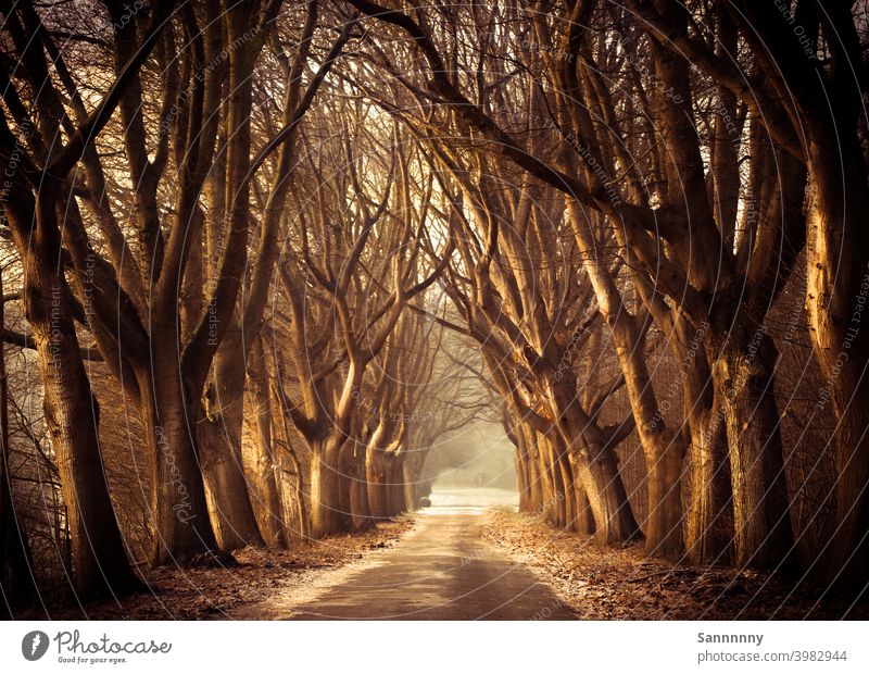 Morning winter atmosphere on an avenue Esterwegen Forest Avenue Tree Gold Sunlight Winter Rest To go for a walk Moody Painting and drawing (object) picture-like