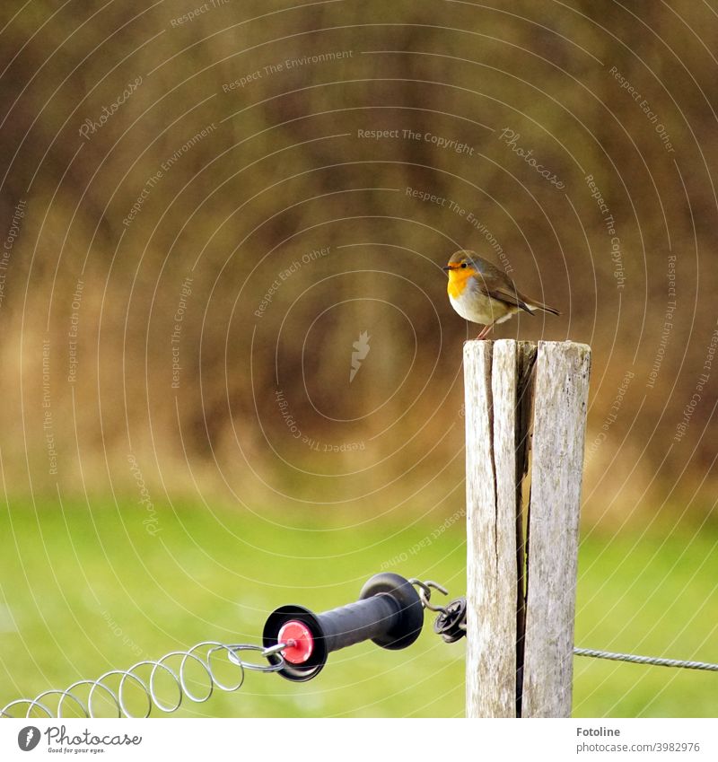 A small fluffed robin sits on the pillar of a cattle pasture in the dreary snowless winter. Robin redbreast Bird Animal Exterior shot Nature Colour photo 1