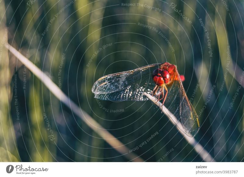 red dragonfly seen up close in a field a sunny day. horizontal peaceful predator tranquility eye life flying fragile slim biology delicate hunter image looking