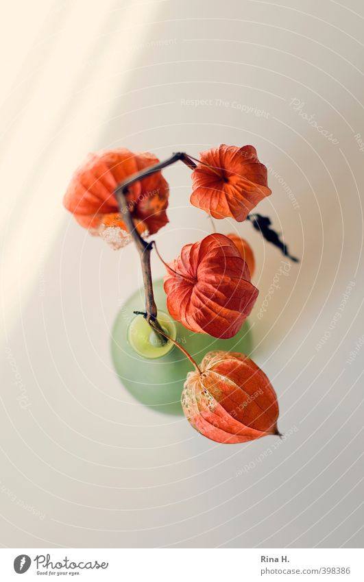 Physalis II Plant Chinese lantern flower To dry up Bright Green Orange Transience Still Life Vase Colour photo Interior shot Deserted Copy Space top