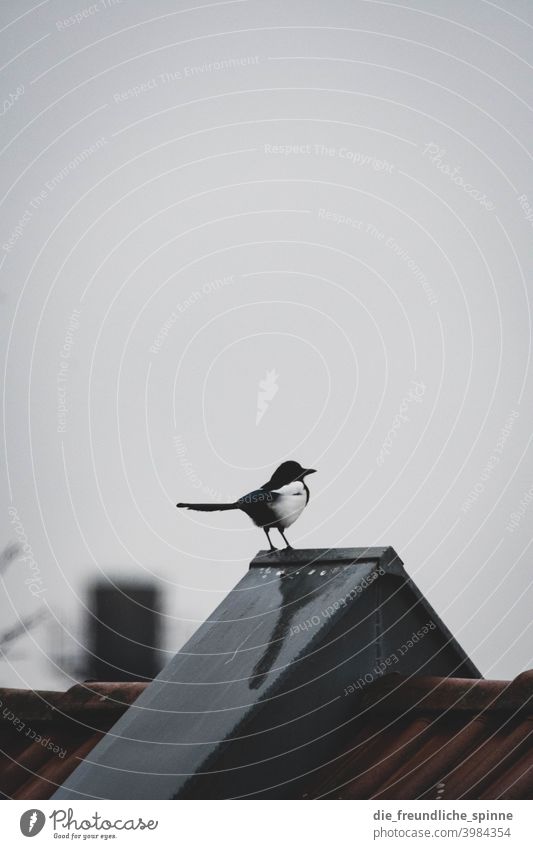 Magpie on roof Bird Spring Animal Exterior shot Nature Feather Garden Small Close-up Winter Beak Wild pretty animal world songbird Ornithology Colour photo