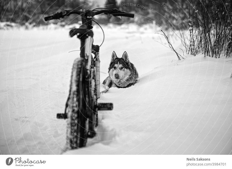 husky and bicycle / nowhere else to go snow is too deep / moment of relaxing Animals winter beautiful bike canine competition cross dog domestic outdoors pets