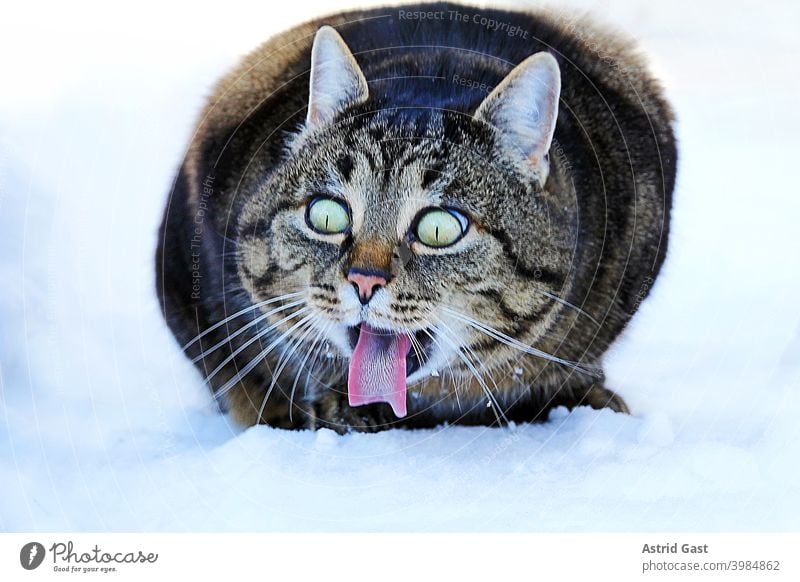 Funny photo of a cat sticking out its tongue in the snow with a funny look on its face Cat Tongue lick lap Face eyes Winter Snow wittily Comical stupid