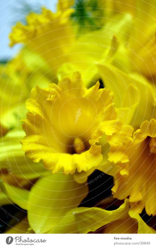 Easter bell details Bouquet Yellow Flower Blossom Detail Close-up detailed view Macro (Extreme close-up)