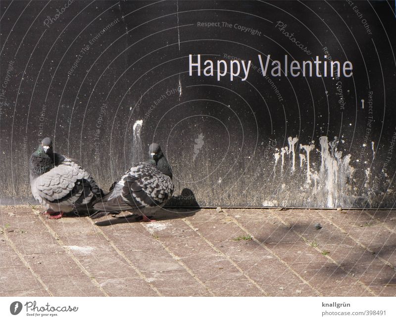 Happy Valentine Wall (barrier) Wall (building) Animal Wild animal Bird Pigeon 2 Pair of animals Characters Rutting season Observe Looking Stand Wait Dirty