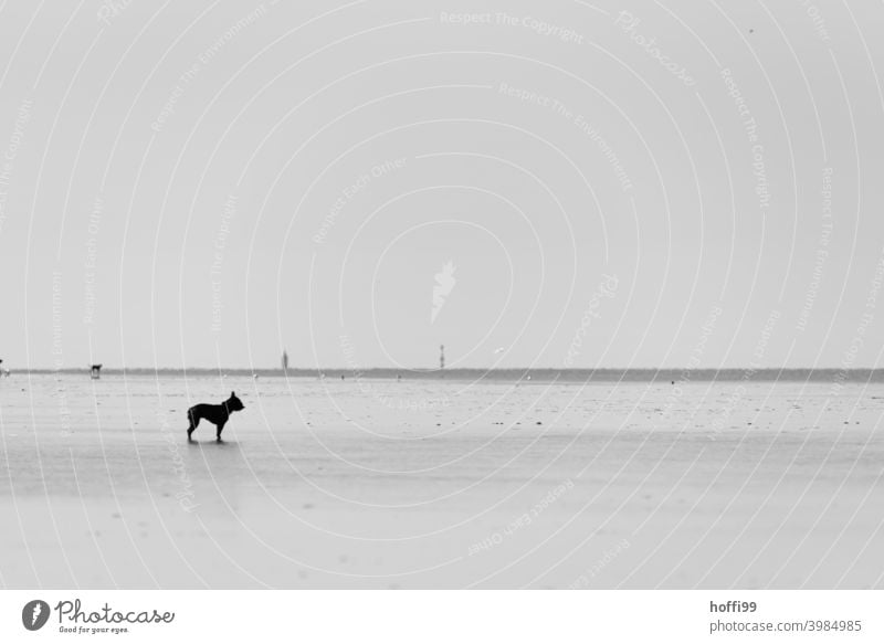the dog is standing in the mudflats and doesn't know what to do - the tide is coming in soon .... Mud flats Low tide Dog Minimalistic minimalism North Sea Ocean