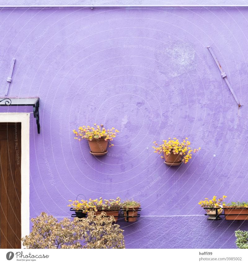 Flower pots on a purple wall in the old town of Venice Wall (building) Old town flowerpots Plant Hang Wall (barrier) House (Residential Structure) Facade