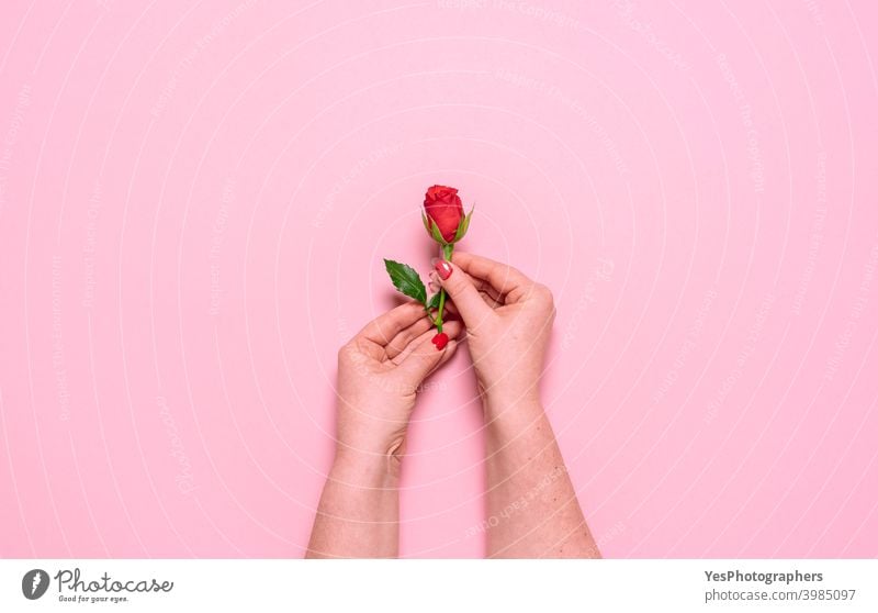 Red rose in woman hands, top view. Mother day celebration concept above view affection anniversary beauty blossom care cut out delicate feminine feminine care