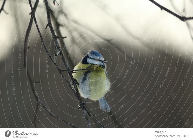 Cyanistes caeruleus, Blue Tit, Eurasian Blue Tit, European Blue Tit, Blaumeise. A titmouse with a blue tuft sits on birch branches on a frosty winter day.