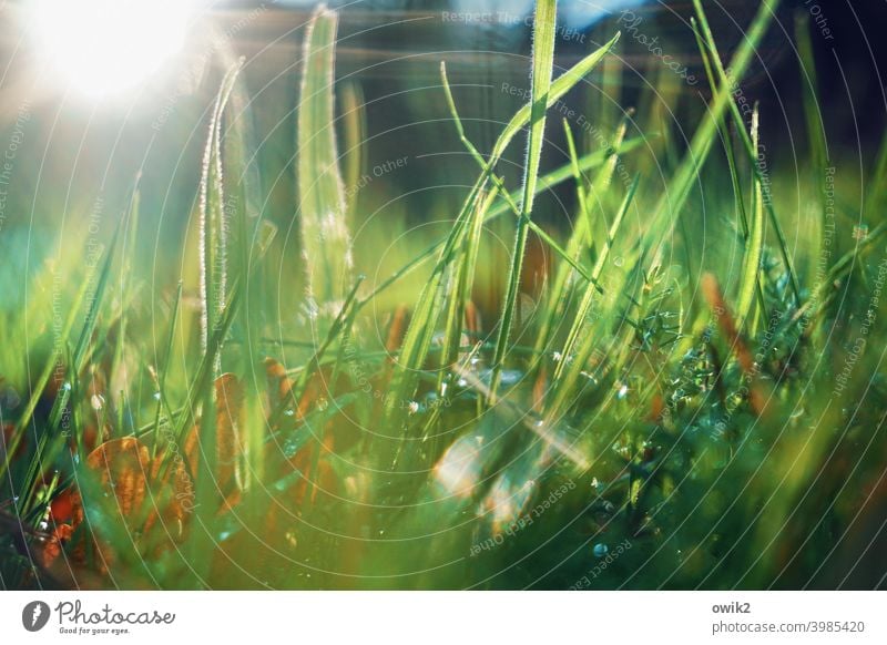 wetland meadow Meadow Grass Detail Deserted Growth Macro (Extreme close-up) Sunlight Worm's-eye view naturally Beautiful weather Mysterious Idyll Summer