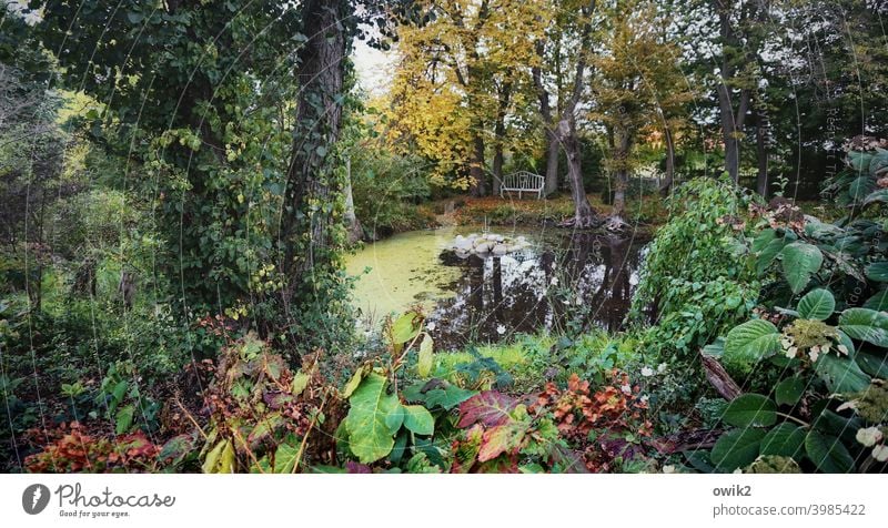 overgrown Panorama (View) Long shot Low-key Shadow Copy Space left Copy Space right Deserted Exterior shot Colour photo Surface of water Autumn Water Plant