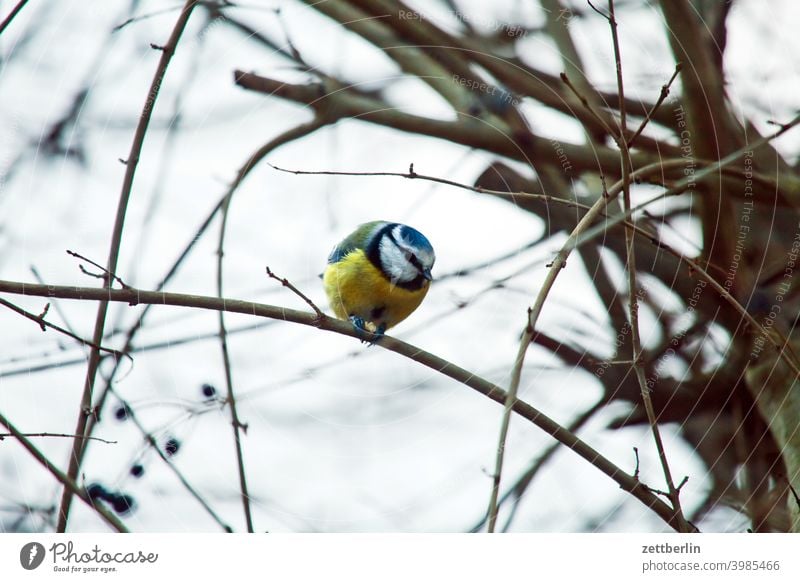 Blue Tit in Winter Branch Tree Relaxation holidays Garden allotment Garden allotments tit Deserted Nature Plant tranquillity Garden plot shrub Copy Space