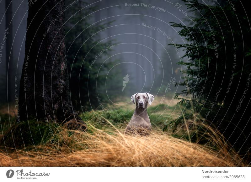 Weimaraner hunting dog in a foggy forest waiting for retrieval Dog pointing dog Forest Hound Fog Rain Tension Mysterious Tree trees District Hunting grounds