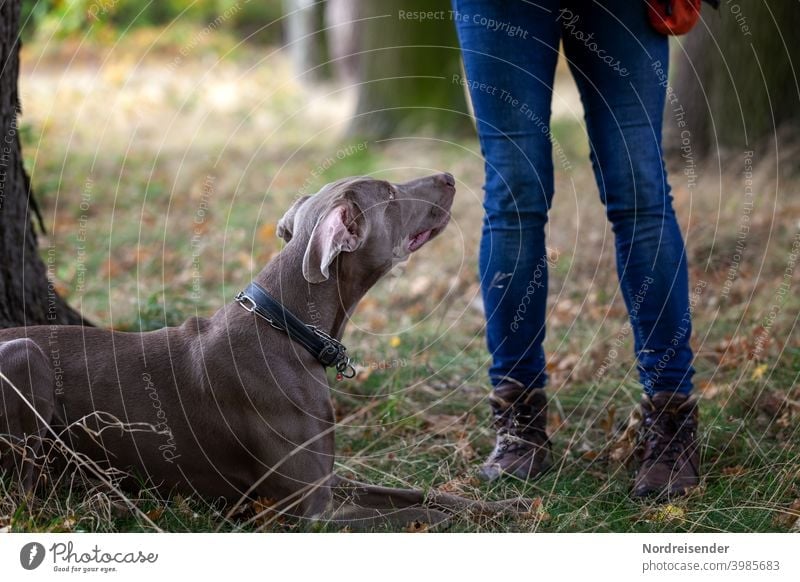 Young Weimaraner hunting dog at dog school in the forest Dog person Forest pointing dog Hound Hiking In transit hunting training Obedient Study Hunting Puppy