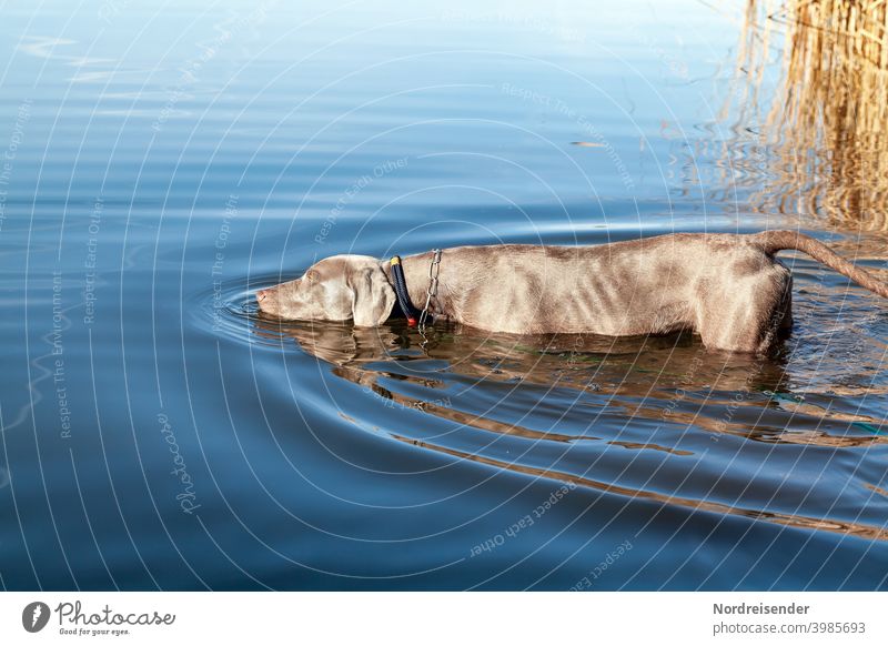 Young Weimaraner hunting dog exploring a lake Dog pointing dog Water Lake bathe be afloat Study explore Waves reed boyfriend best friend Drinking Hunting Puppy