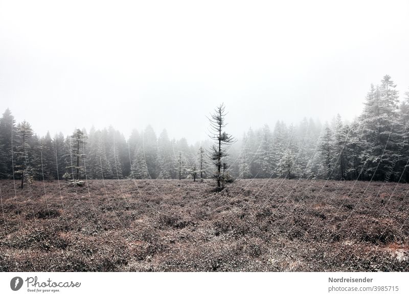 Schützenbergmoor in the Thuringian Forest with first snow and fog Copy Space top Thueringer Wald Loneliness Nature Landscape chill Deserted ecology Grass trees