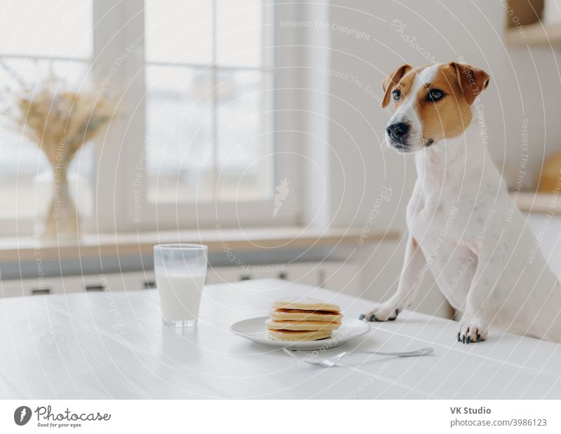 Indoor shot of pedigree dog poses at white desk, wants to eat pancake and drink glass of milk, poses over kitchen interior. Animals, domestic atmosphere indoor