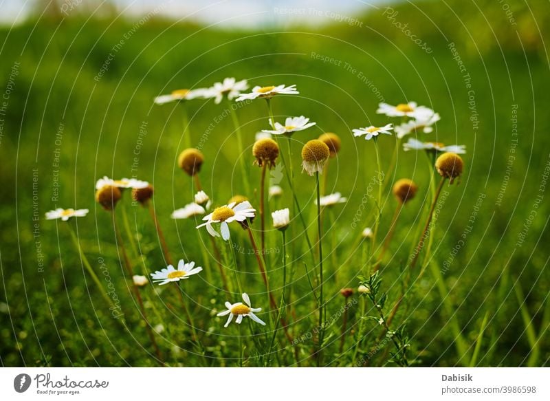 Daisy chamomile flowers on wooden background - a Royalty Free