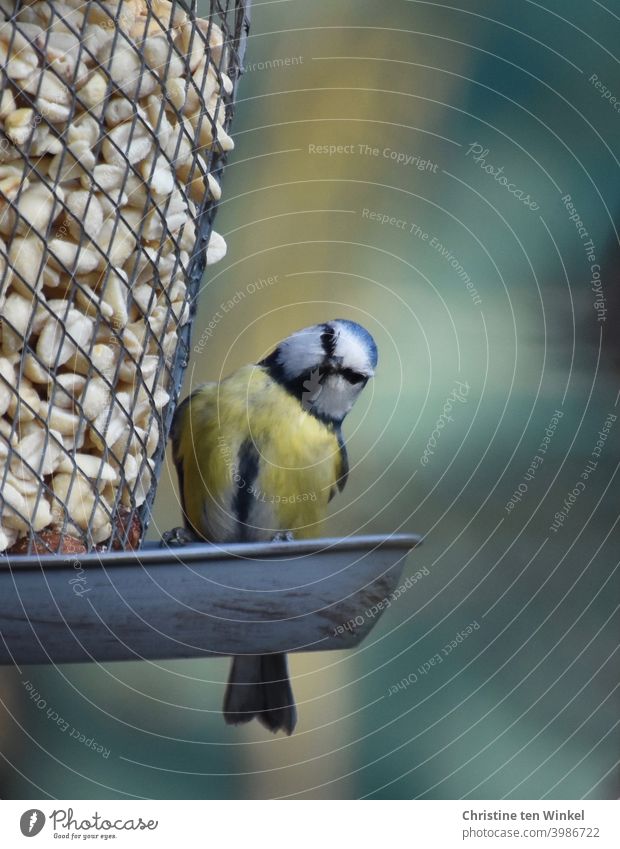 Helloooo, you here too? A little blue tit sits at a feeder with peanuts, curiously puts his head to the side and looks directly into the camera. Tit mouse