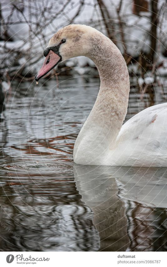 Young swan in winter on the water Swan Bird Nature naturally Winter Cold Water White Animal Feather Beak Elegant Pride Esthetic Young Swan Grand piano Neck