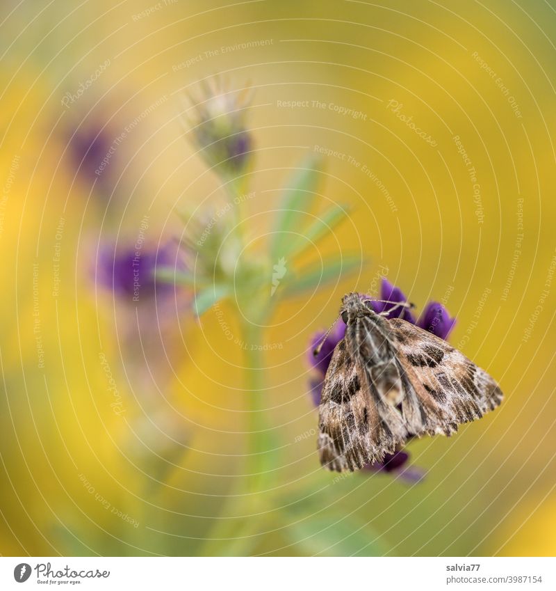 Flower meadow with butterfly Yellow Violet Butterfly Mauve Thicket Butterfly Nature Summer blossom Meadow Blossom Blossoming Mallow plants