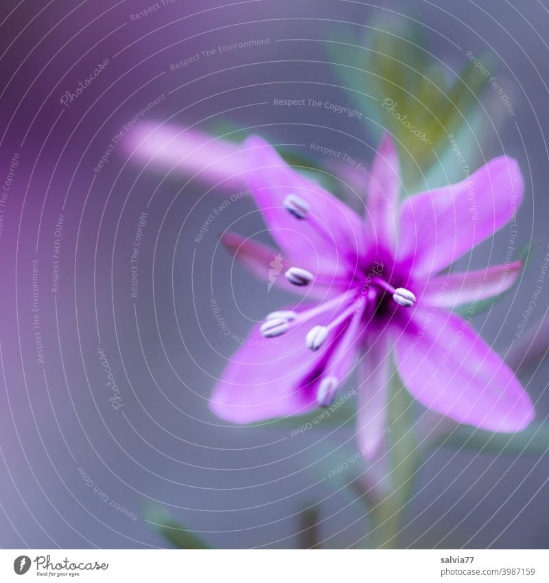 Flower in soft purple against grey background and weak depth of field Blossom Delicate Spring Shallow depth of field Detail Macro (Extreme close-up) Close-up
